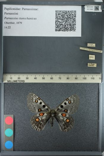 Media type: image;   Entomology 174847